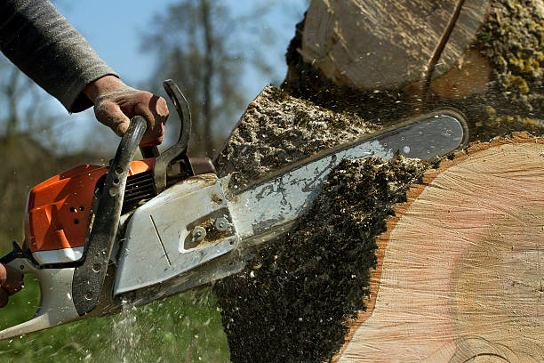 Tree Service Company in Spruce Pine, NC